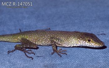 Media type: image;   Herpetology R-147051 Description: Photo of animal in life, taken in the field by Dr. Kenneth Ichiro Miyata. A slide of the photo was scanned in 2012 by Melissa Wooley.;  Aspect: lateral